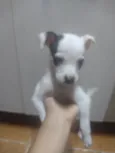Luquinha