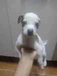 Luquinha