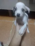 Luquinha