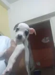 Luquinha