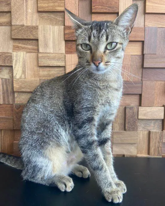 Gato raça SRD-ViraLata idade 2 a 6 meses nome Valdete