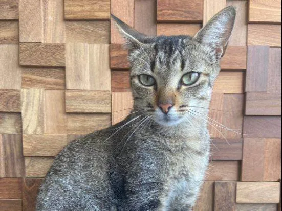 Gato raça SRD-ViraLata idade 2 a 6 meses nome Valdete