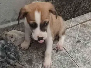 Cachorro raça Sem raça  idade  nome Sem nome 