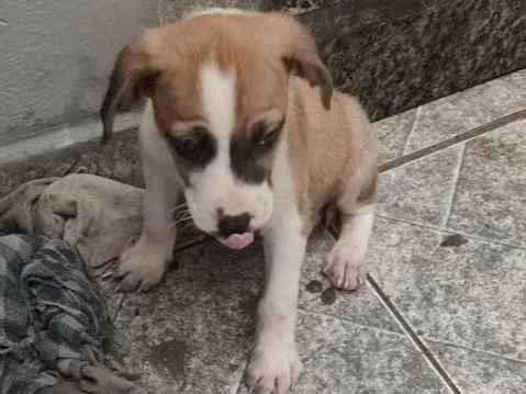 Cachorro ra a Sem raça  idade  nome Sem nome 