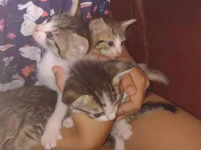 Gato raça Não sei  idade Abaixo de 2 meses nome São 4 gatinhas lindas 
