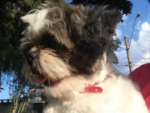 Cachorro raça Shitzu idade 5 anos nome Zé 