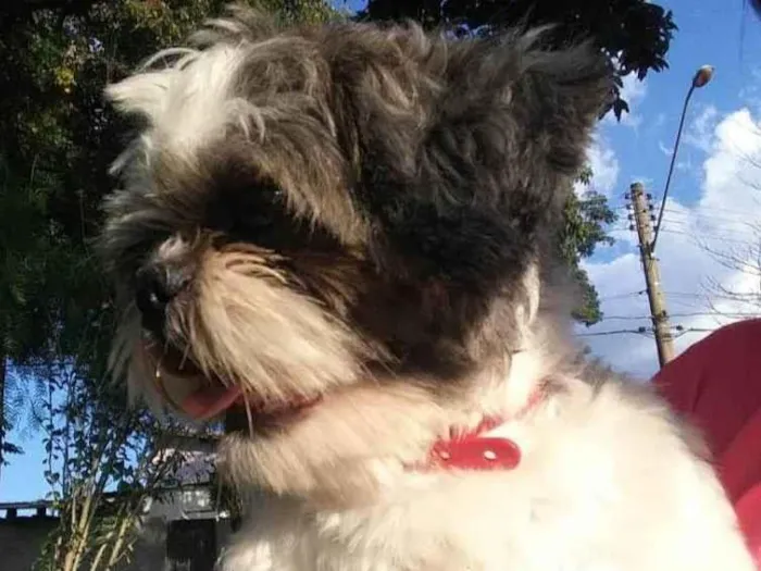 Cachorro ra a Shitzu idade 5 anos nome Zé 