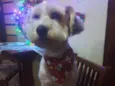 BABI
