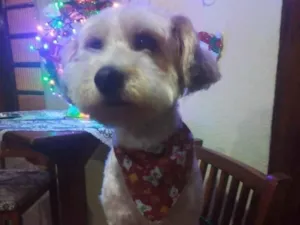 Cachorro raça Poodle idade 6 ou mais anos nome BABI