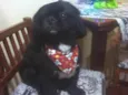 KODA