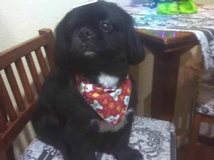 Cachorro ra a Pequinês idade 6 ou mais anos nome KODA