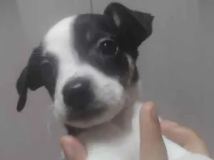 Cachorro raça SRD-ViraLata idade Abaixo de 2 meses nome Lulu