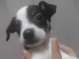 Lulu