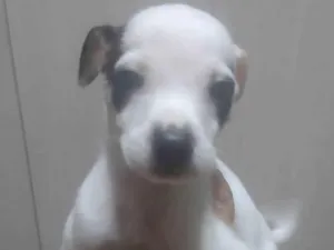 Cachorro raça SRD-ViraLata idade Abaixo de 2 meses nome Luquinha