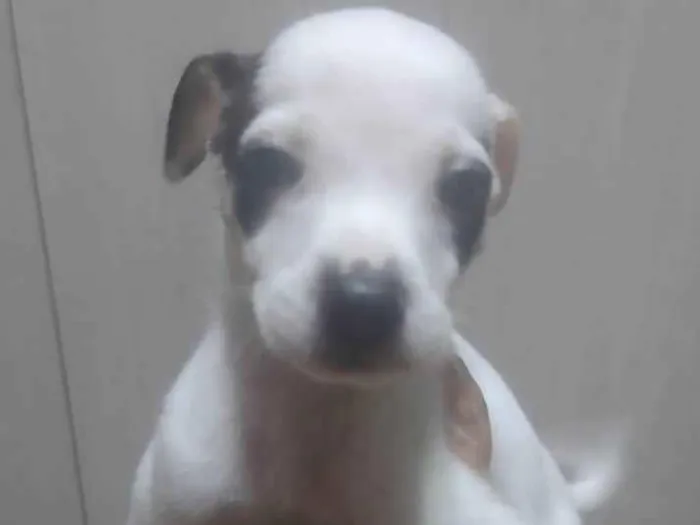 Cachorro ra a SRD-ViraLata idade Abaixo de 2 meses nome Luquinha