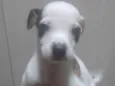 Luquinha