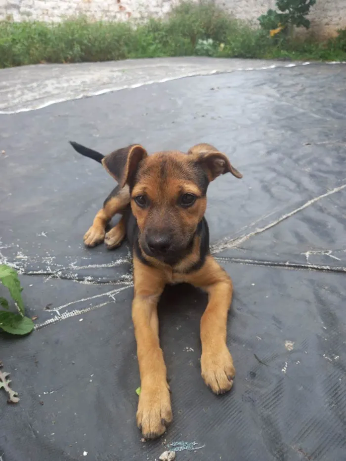 Cachorro ra a  idade 2 a 6 meses nome Belinha