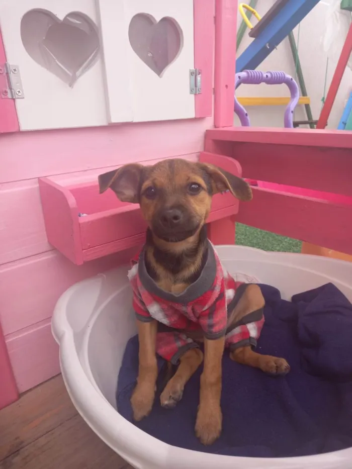 Cachorro ra a  idade 2 a 6 meses nome Belinha