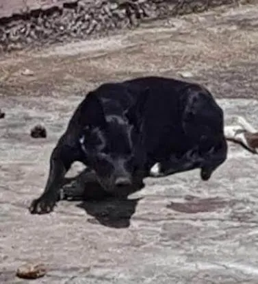 Cachorro ra a SRD-ViraLata idade 2 a 6 meses nome Luna