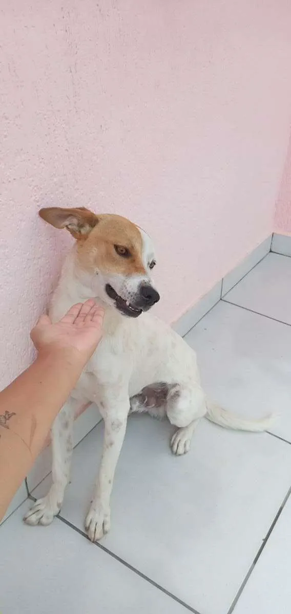 Cachorro ra a SRD-ViraLata idade 7 a 11 meses nome Thor