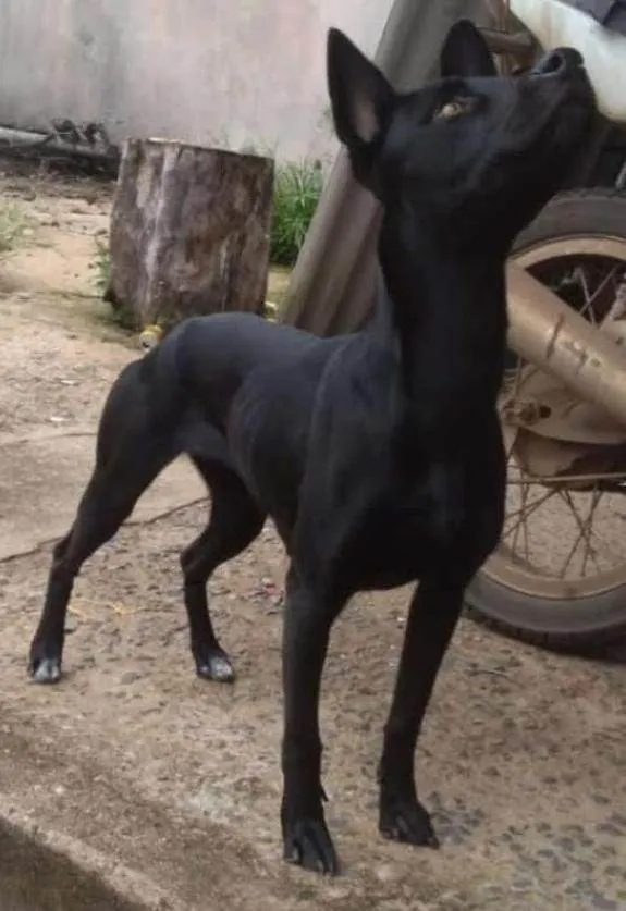 Cachorro ra a SRD-ViraLata idade 2 a 6 meses nome Luna