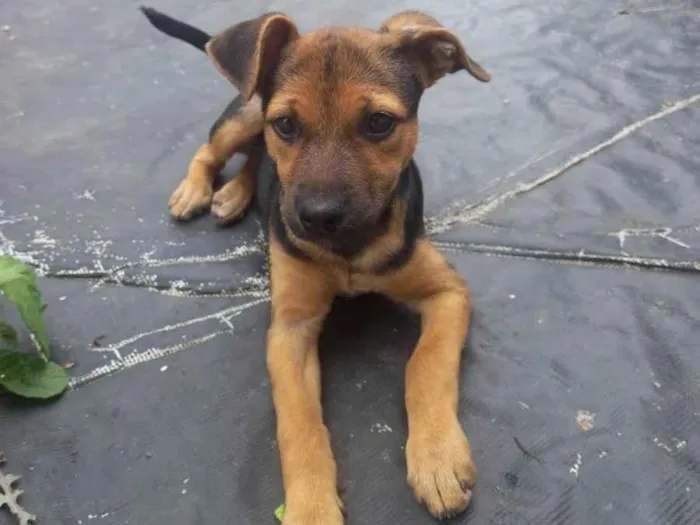 Cachorro ra a  idade 2 a 6 meses nome Belinha