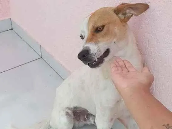 Cachorro ra a SRD-ViraLata idade 7 a 11 meses nome Thor