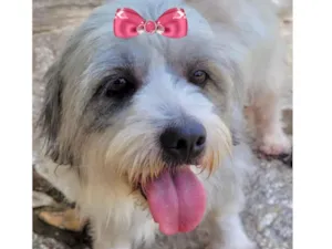 Cachorro raça Mestica  idade 2 a 6 meses nome Meg 