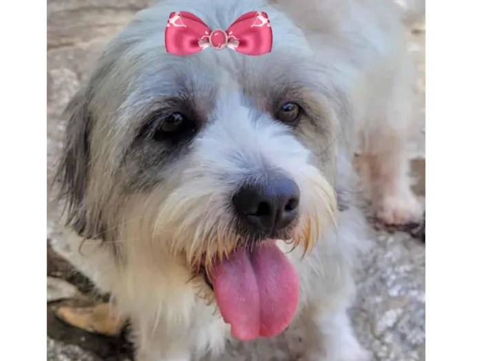 Cachorro ra a Mestica  idade 2 a 6 meses nome Meg 