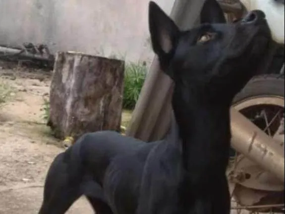 Cachorro ra a SRD-ViraLata idade 2 a 6 meses nome Luna