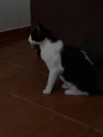 Bixana