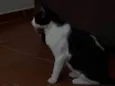 Bixana