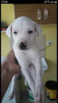 Branquinho e Pretinho 