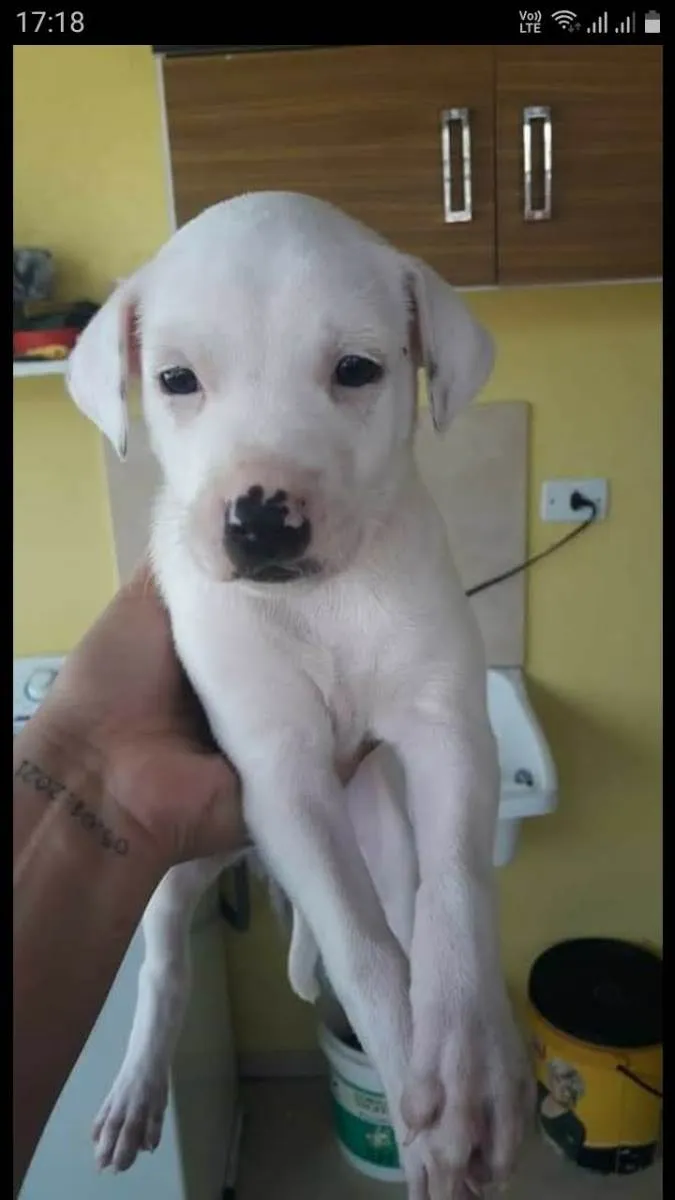 Cachorro ra a SRD-ViraLata idade 2 a 6 meses nome Branquinho e Pretinho 