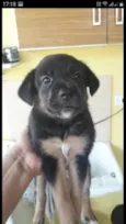Branquinho e Pretinho 