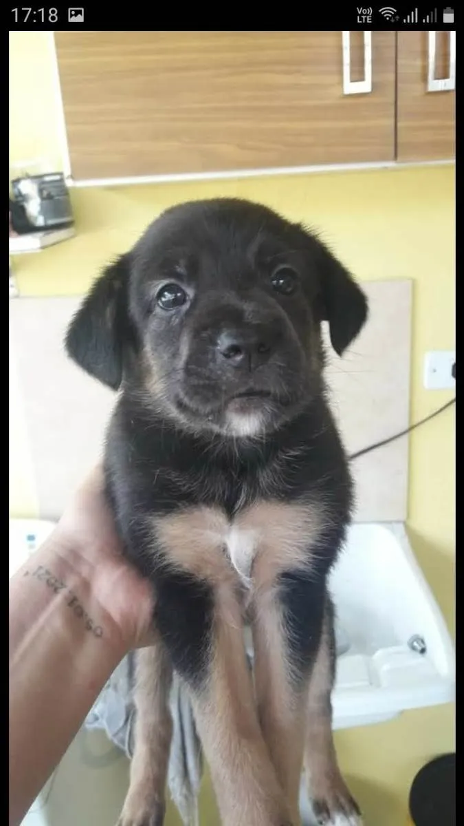 Cachorro ra a SRD-ViraLata idade 2 a 6 meses nome Branquinho e Pretinho 