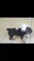 Branquinho e Pretinho 