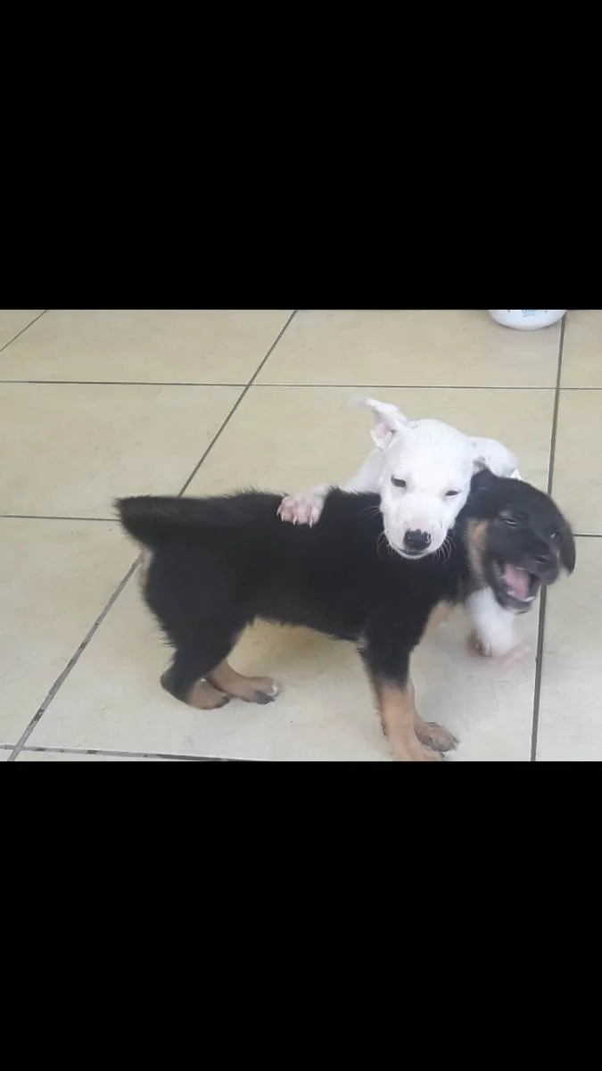 Cachorro ra a SRD-ViraLata idade 2 a 6 meses nome Branquinho e Pretinho 