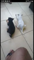 Branquinho e Pretinho 
