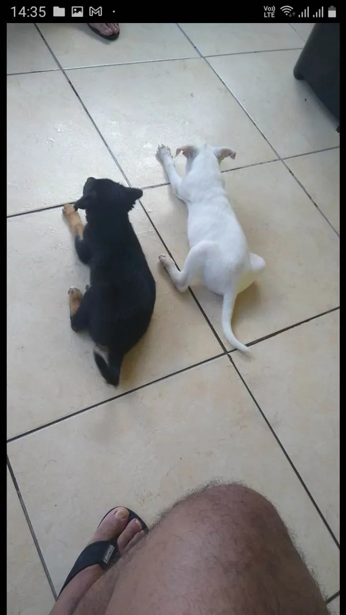 Cachorro ra a SRD-ViraLata idade 2 a 6 meses nome Branquinho e Pretinho 