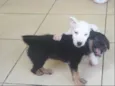 Branquinho e Pretinho 