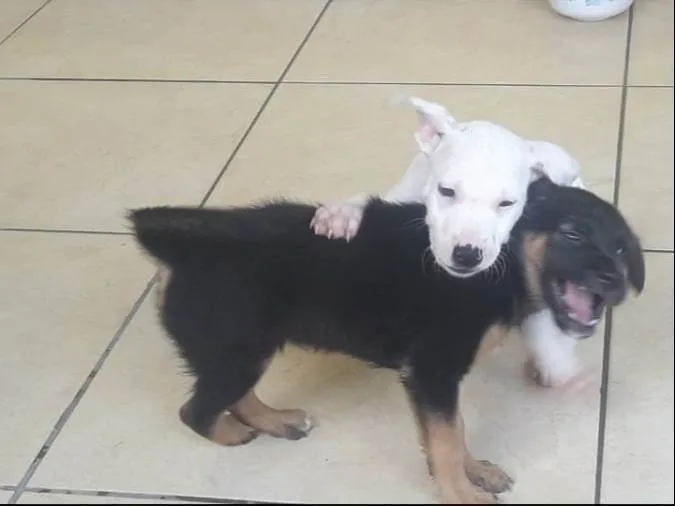 Cachorro ra a SRD-ViraLata idade 2 a 6 meses nome Branquinho e Pretinho 