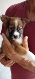 Laika
