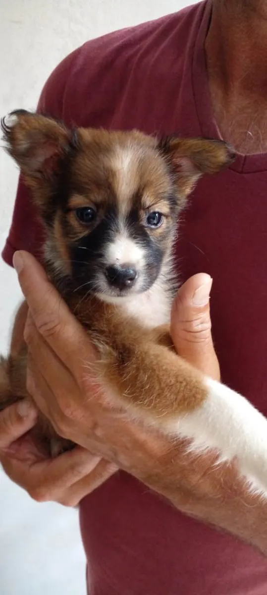 Cachorro raça Vira lata idade Abaixo de 2 meses nome Laika