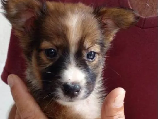 Cachorro raça Vira lata idade Abaixo de 2 meses nome Laika