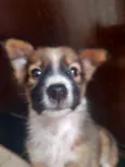 Laika