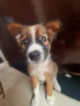 Laika