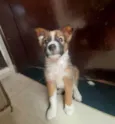 Laika