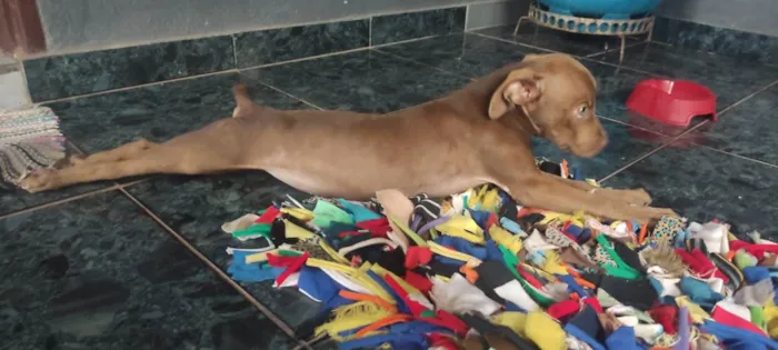 Cachorro ra a SRD-ViraLata idade 2 a 6 meses nome Maliazinha 