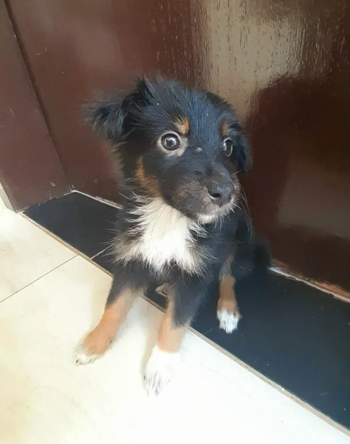 Cachorro raça SRD-ViraLata idade Abaixo de 2 meses nome Lola